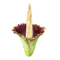 Putricia
